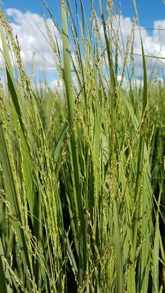 Panicum virgatum "Northwind" - (Riesen-Rutenhirse "Northwind"),